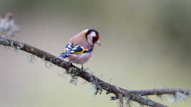 Le p'tit clown du jardin