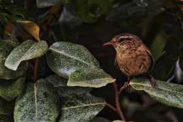 Le troglodyte mignon dans ses feuilles