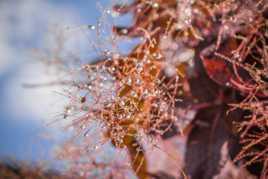 Perles de pluie