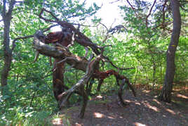 En foret