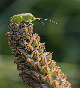 Punaise de la pomme de terre
