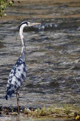 quand l'ombre du feuillage modifie mon plumage