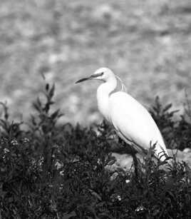 AIGRETTE