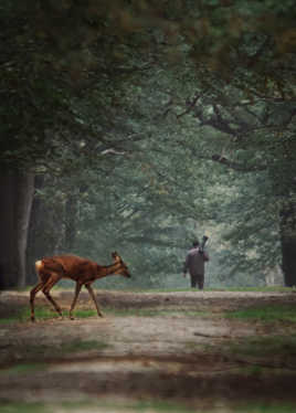 La biche et le photographe