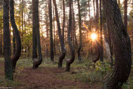 Forêt Tordue