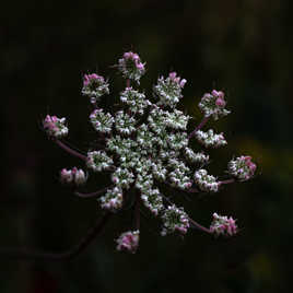 Feux d'artifice 6097