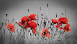 coquelicots nouveaux