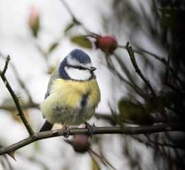 miss grassouillette!