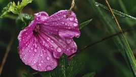 Après la pluie ....