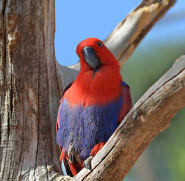 Sur mon arbre perché