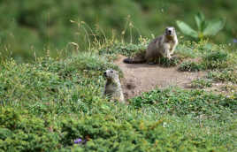 marmottes