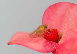 La petite mouche et le collembole