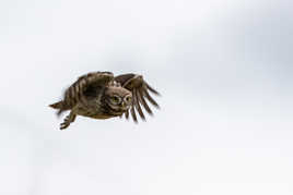 un petit coucou en passant