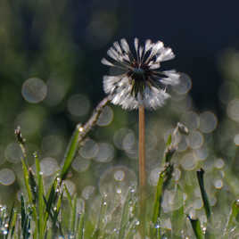 Les choses les plus simples...