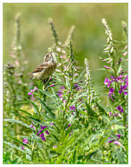 Tarier des prés juvenile. Mercantour 2019