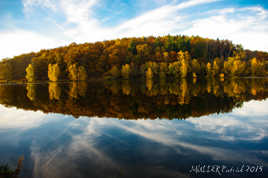 Bois dans le lac