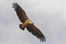 Les dessous du Vautour.