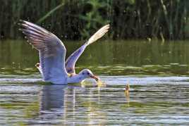 C'est l'heure de l'apéro avec ces petites mignardises