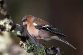 Observons avant d'agir