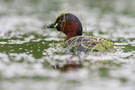Opération camouflage