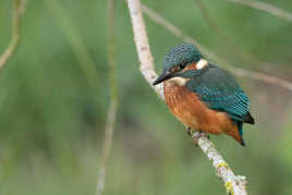 Martin pêcheur juvénile