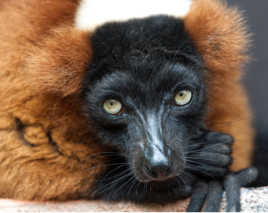 je te tiens à l'oeil