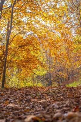 C est l automne !!!