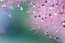 Arbuste féerique (Cotinus)  rempli de petites gouttelettes..