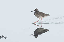 Chevalier Gambette - Bien décidé