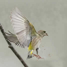 Et soudain chat en vue