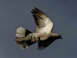 Mon oeil noir te regarde !