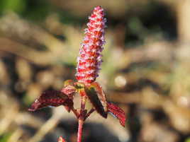 fleurette frigorifiée