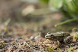 Jeune grenouille