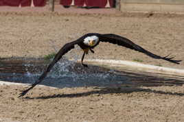 L'attaque de l'aigle