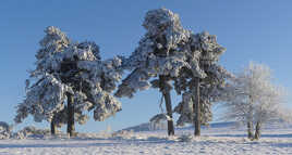 Les frimas de l'hiver