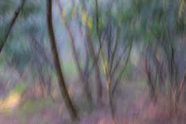 Sur le chemin du mimosa