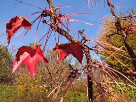 Feuilles rouges