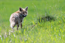 Renard au champ
