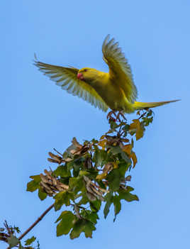 Perruche en atterissage