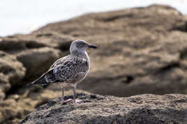 Je suis le caméléon