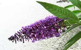 j'attends des visiteurs