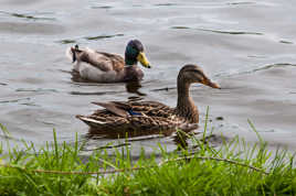 Canards Sauvages