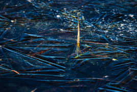 Figé dans la glace