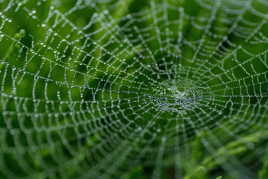 Merveille de l'araignée artiste