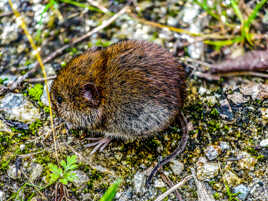 Rencontre inattendue