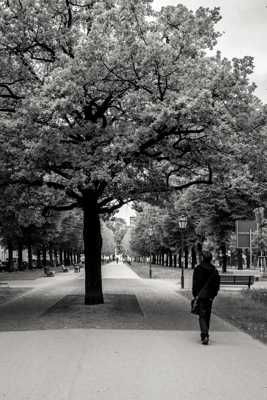 L'homme et l'arbre