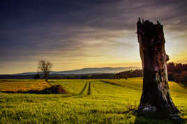 Arbre foudroyé