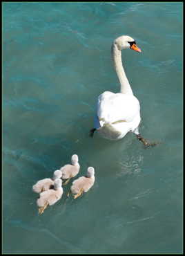 La petite famille