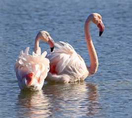 On a de belles plumes