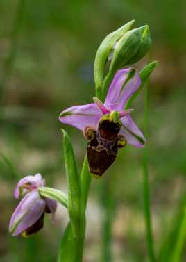 Ophrys